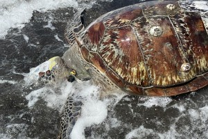 ‘Lambaklad’ in Negros Oriental town probed over deaths of sea turtles