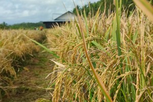 July declared as PH Agriculturists’ Month