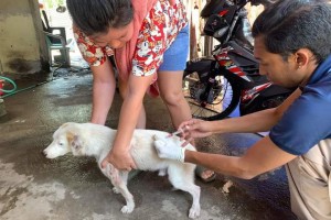 Bacolod City targets 70% dog vaccination by October