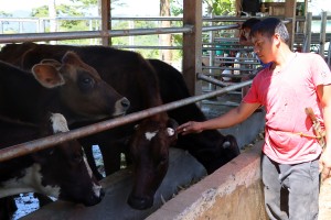 Agusan Sur IPs reap fruits from P8.6-M gov't dairy project