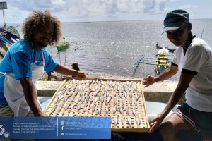 Bicol fisherfolk learn 'tinapa' processing via BFAR training