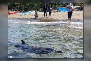 Rescued spinner dolphin freed back to sea in Sarangani Bay