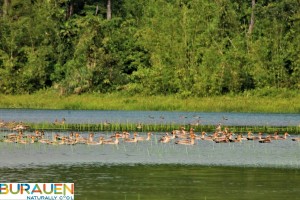Wild ducks’ population rising in Leyte’s Mahagnao Park