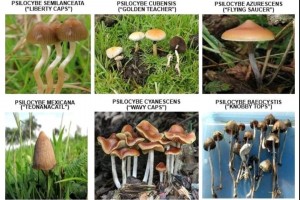 PDEA warns vs. consumption, sale of 'magic mushrooms'