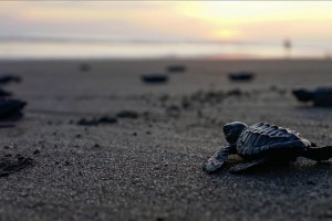 Global warming affects gender ratio of sea turtles