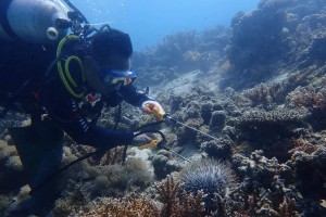 Southern Leyte dive volunteers fight destructive starfish