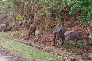 LGUs get aid for animals affected by Kanlaon eruption