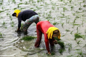 DAR: P10-B available for ARBs under LandBank's new lending program