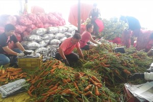 Cordillera's vegetable industry: Igorots’ labor of love