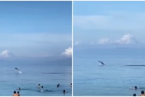 Dolphin shows up on beach in Cebu town