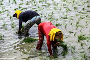 68K C. Visayas rice farmers get financial aid