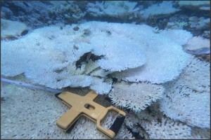 High water temperature causes mass coral bleaching, death in Vietnam