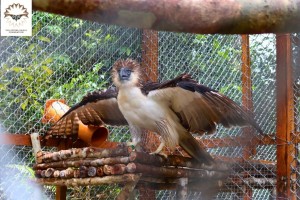 2 rescued Philippine Eagles up for release in Leyte forest 