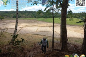 NegOr begins rice distribution to El Niño-affected farmers