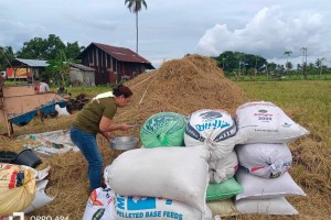 Rice prices in Negros Oriental slightly drop