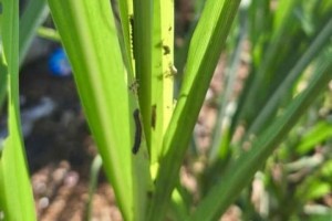 Gov’t, private sector fight armyworm infestation in Negros Occidental