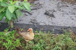 Poultry worst-hit by eruption of Mt. Kanlaon in Negros Occidental