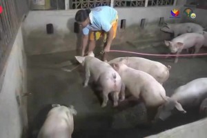 Gov’t resumes swine insurance coverage of ‘pink zone’ towns