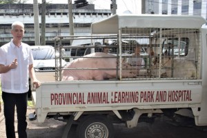 Negros Occidental disperses breeder swine for hog repopulation