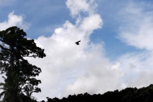 2 rescued Philippine Eagles released in Leyte forest