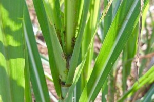 UPLB experts to help NegOcc contain armyworm infestation