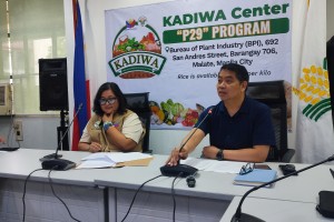 DA to launch P29 rice program trial in 10 NCR, Bulacan sites