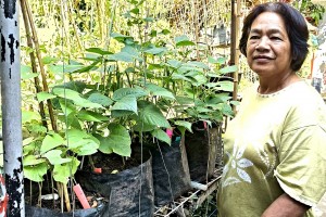 4 Baguio City schools adopting urban agri in curriculum