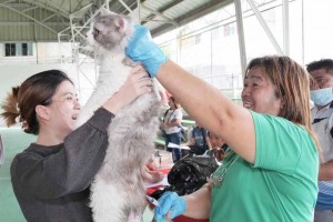 NLEX launches ‘I Care for Strays’ program in Bulacan