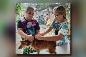 DOH-6 calls for responsible pet ownership amid high bite cases