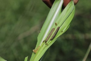 NCPC to conduct studies on management of armyworms in sugarcane