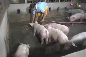 Iloilo hog industry bounces back 