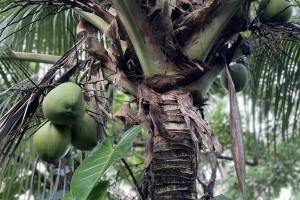 Pagudpud to plant 50K coconut seedlings