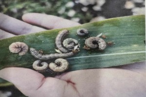 Fall armyworm infestation threatens to wipe out NegOr corn fields