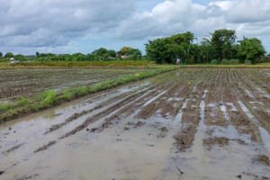 Iloilo receives seed support for 51.6K hectares of rice farms