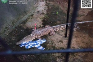 Safety protocols, precautions in place in Boracay after croc sighting