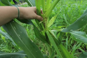 Armyworms damage to NegOcc corn farms reaches P37-M