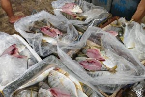 NegOcc bans selling of illegally obtained fish in food terminal market