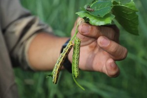 NegOcc sustains aid to corn farmers as armyworm damage hits P50M 