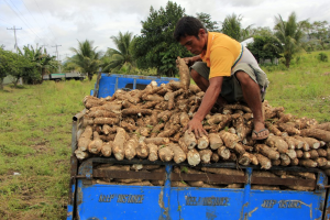 SanMig Foods' regenerative agri posts high yield in cassava