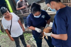 Antique vet collects blood samples for bird flu test