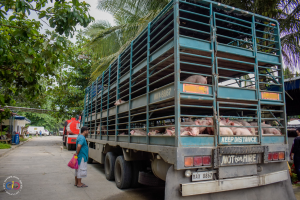 Iligan heightens biosecurity measures to maintain ‘zero’ ASF cases