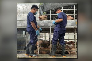 DA warns unscrupulous traders as BAI seizes 60 hogs in QC checkpoint