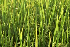 NegOcc logs highest average rice yield in W. Visayas