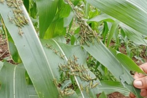 Fall armyworms infestation spread to 22 LGUs in NegOr