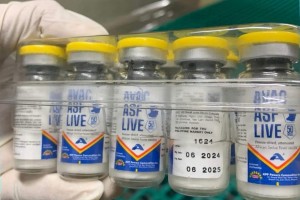 DA to buy 150K more doses of AVAC live vaccines vs. ASF