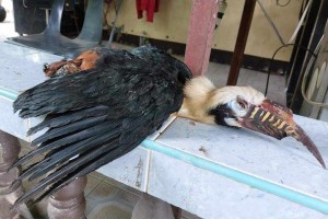 Antique ENRO urges protection of critically endangered hornbills