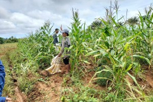 Negros corn farmers hit by armyworm infestation get aid