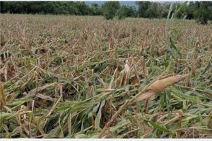 'Enteng' agri damage in Aurora placed at over P44.5M