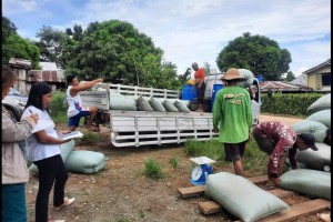 Apayao rice farmers start harvest under P29/kg scheme 