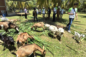 ATI trains Bukidnon farmers on coco-goat farming